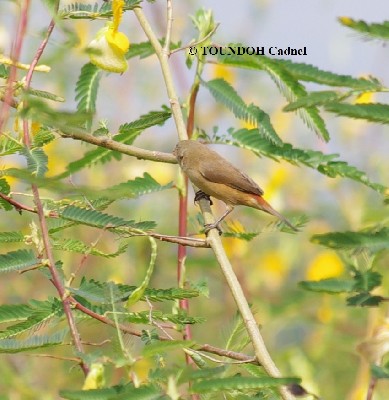 Anambra Waxbill >> Estrilda poliopareia