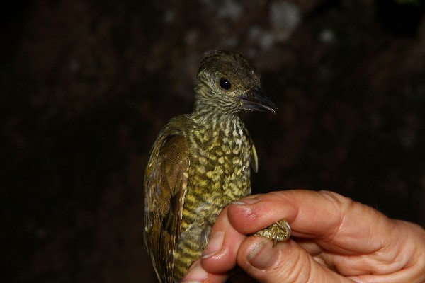 Buff-spotted Woodpecker