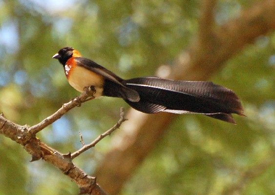 Broad-tailed Paradise-Whydah - Gorgeous bird