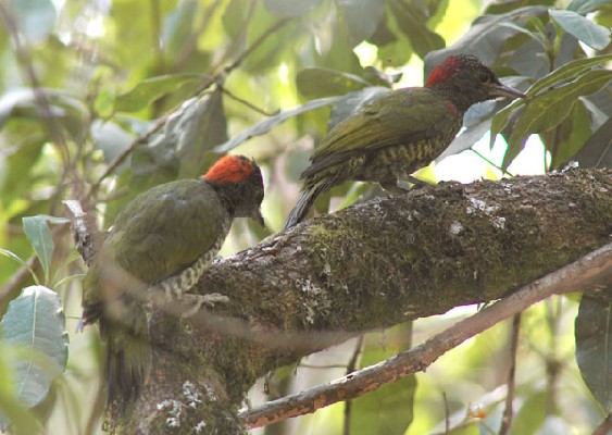 Tullberg's Woodpecker adult feeding young