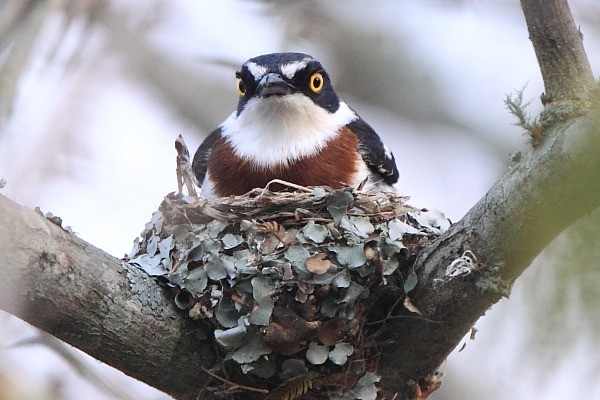 Black-headed Batis- female on nest, Krepnik ciemnoglowy
