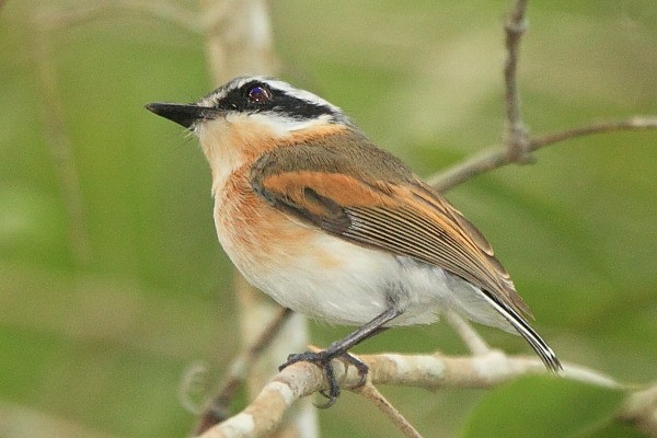 Forest batis, Krepnik krotkosterny