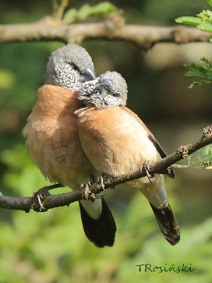 Grey-headed Silverbill