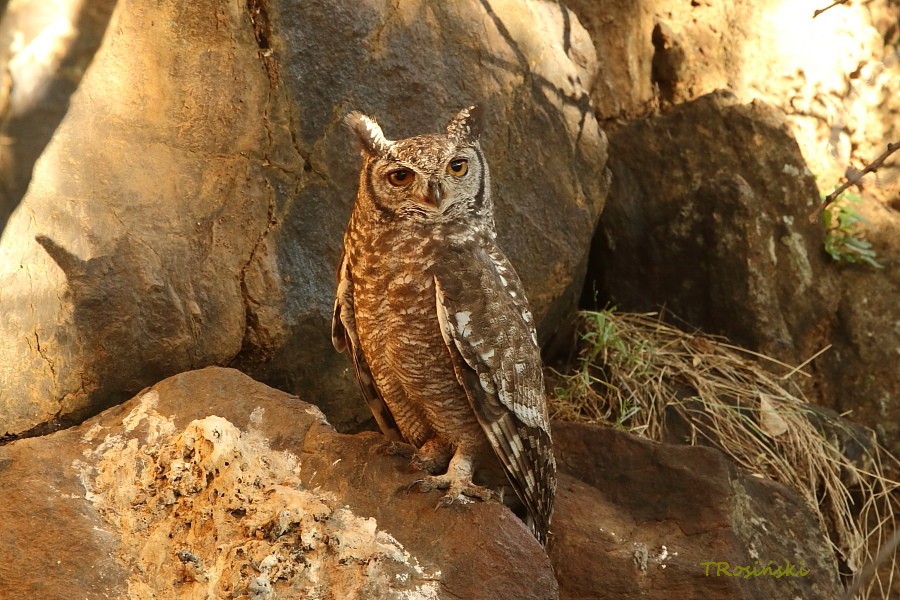 Spotted eagle-owl, Puchacz plamisty