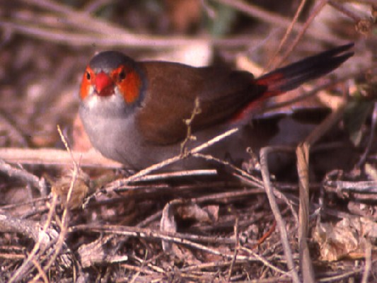 Orange-cheeked Waxbill