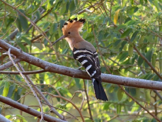 Madagascar Hoopoe