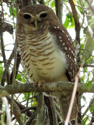 White-browed Owl