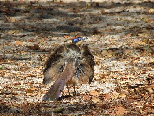 Red-capped Coua