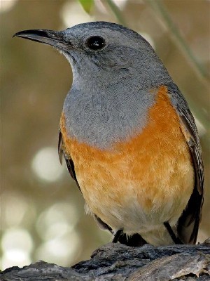 Littoral Rock Thrush