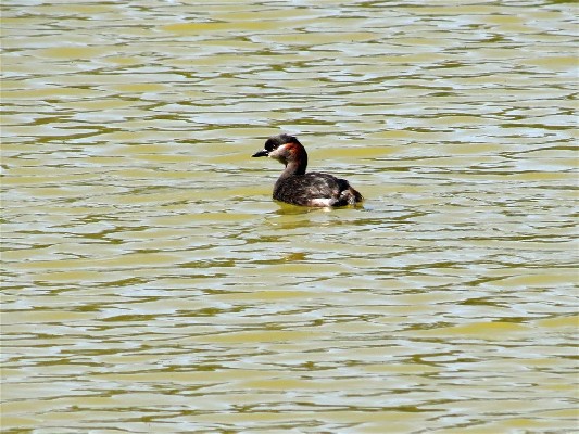 Madagascar Grebe