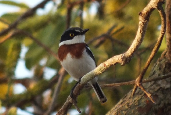 female Angola Batis