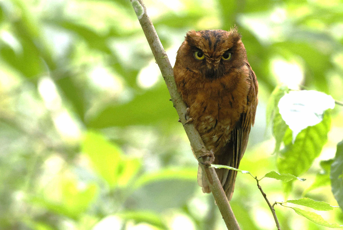 Sao Tome Scops Owl rufous morph