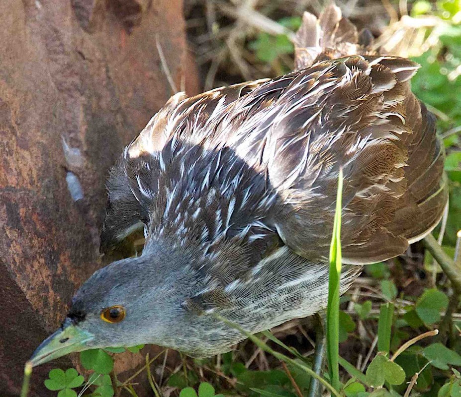 Injured bird found in Akagera National Park.