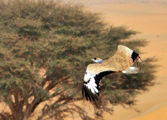 Nubian Bustard