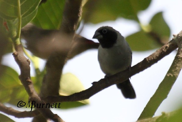 Black-faced Waxbill near Serarou