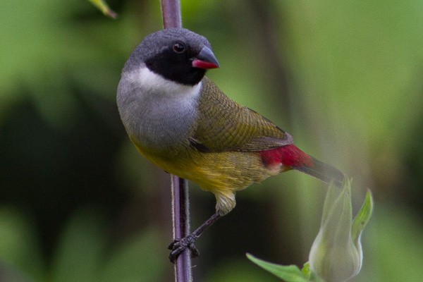 Angola Swee Waxbill