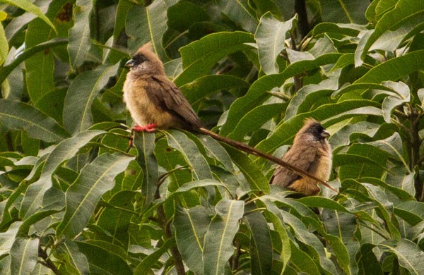 Red-backed Mousebirds
