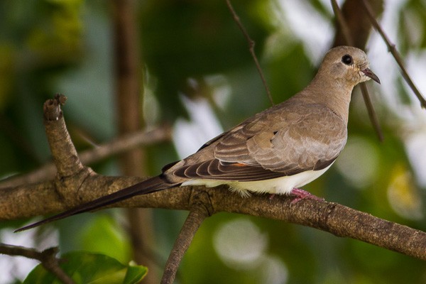 Namaqua Dove
