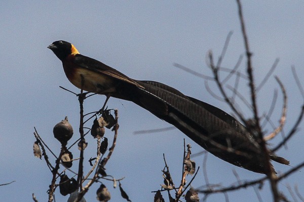 Broad-tailed Paradise-Whydah