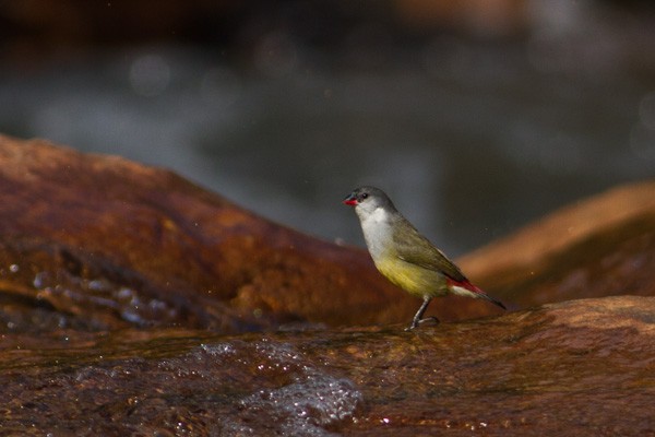 Angola Swee Waxbill