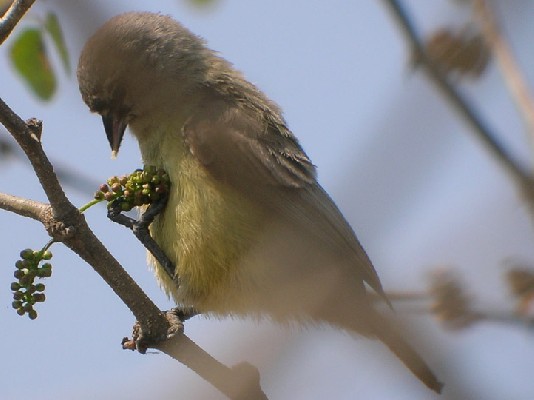 Cape Penduline Tit