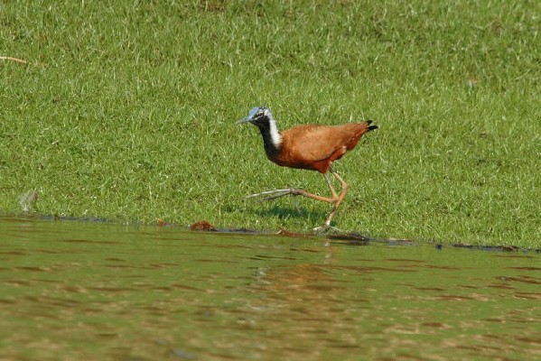 Madagascar Jacana