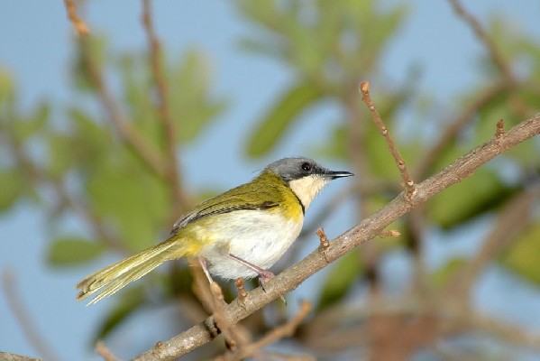 Rudd's Apalis