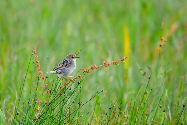 Ethiopian Cisticola