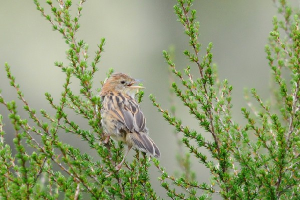 Aberdare Cisticola