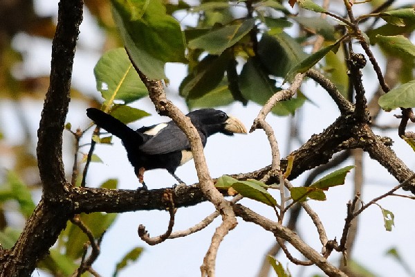 Black-breasted Barbet
