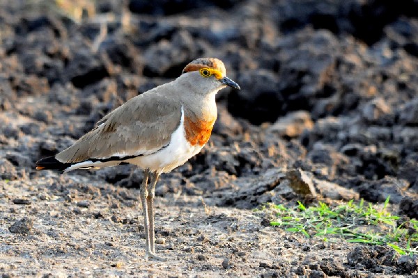 Brown-chested Lapwing