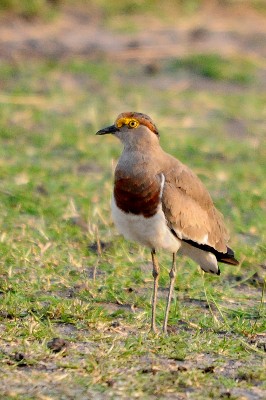Brown-chested Lapwing