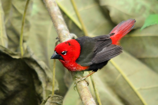 Black-bellied Seedcracker