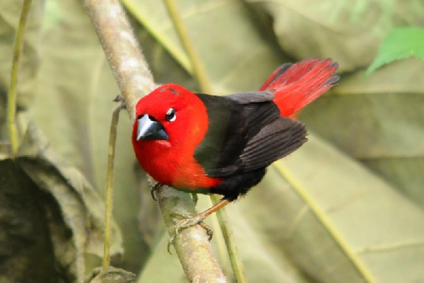 Black-bellied Seedcracker
