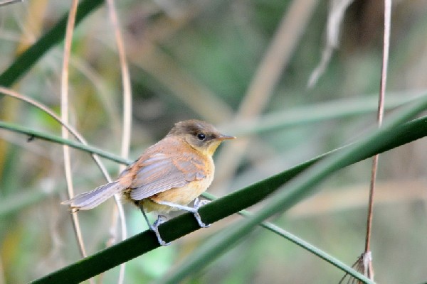 Papyrus Yellow Warbler