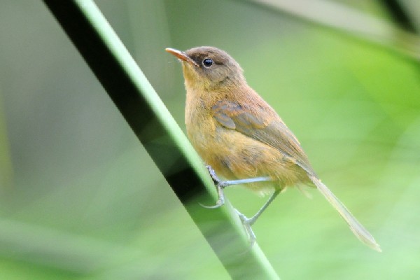 Papyrus Yellow Warbler