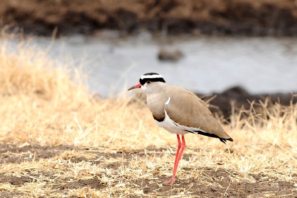 Crowned Plover