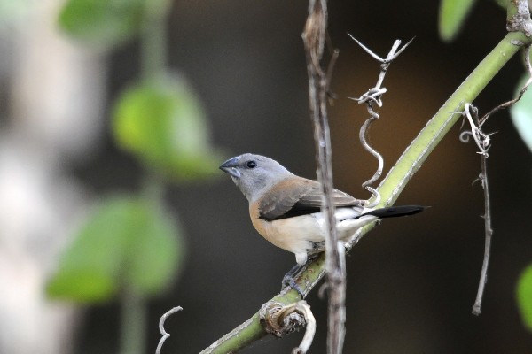 Grey-headed Silverbill