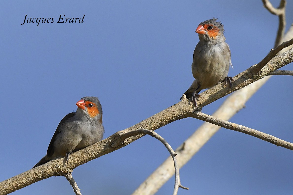 Orange-cheeked Waxbill
