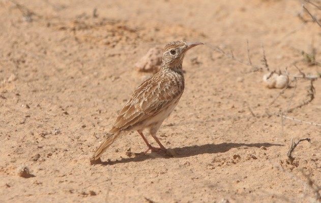 Dupont's Lark