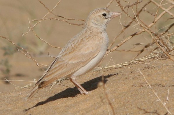 Dunn's Lark