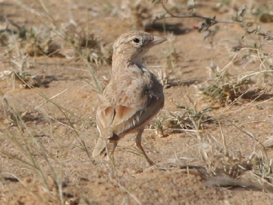Dunn's Lark