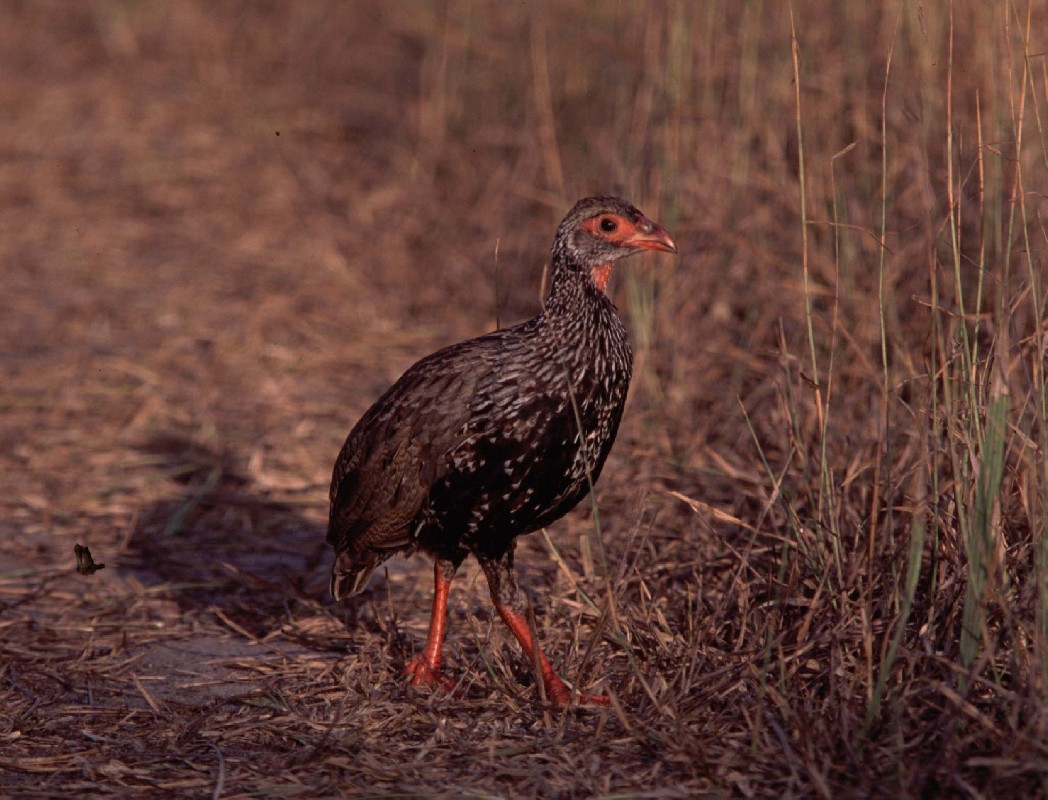 Kenya coast ssp. leucoparaeus