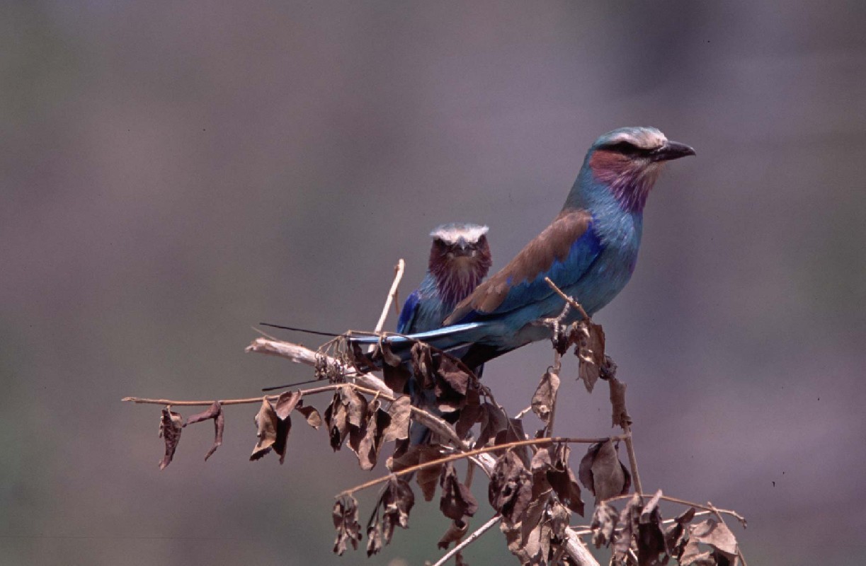 ssp. lorti - Lilac-throated roller