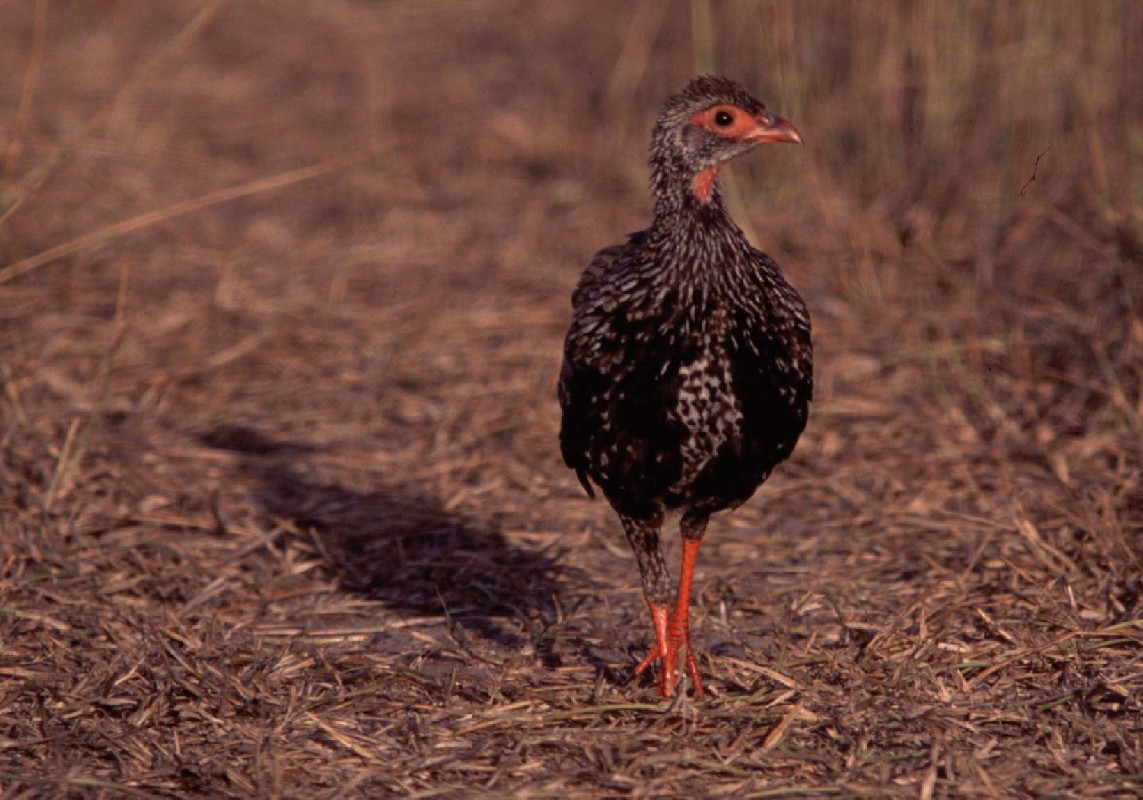Kenya coast ssp. leucoparaeus