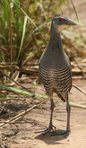 African Crake - SE Guinea