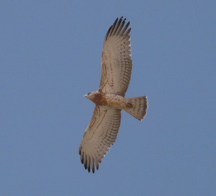 Short Toed Eagle on migration