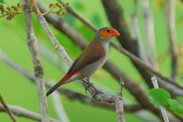 Orange-cheeked Waxbill