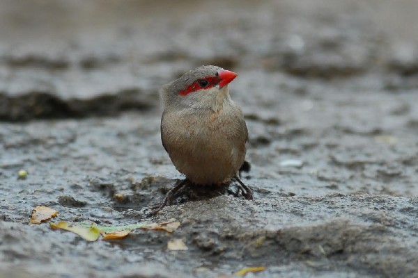 Black-rumped Waxbill