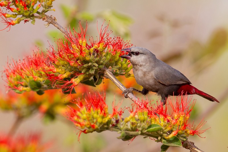 Lavender Waxbill